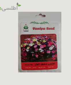بذر اطلسی معطر