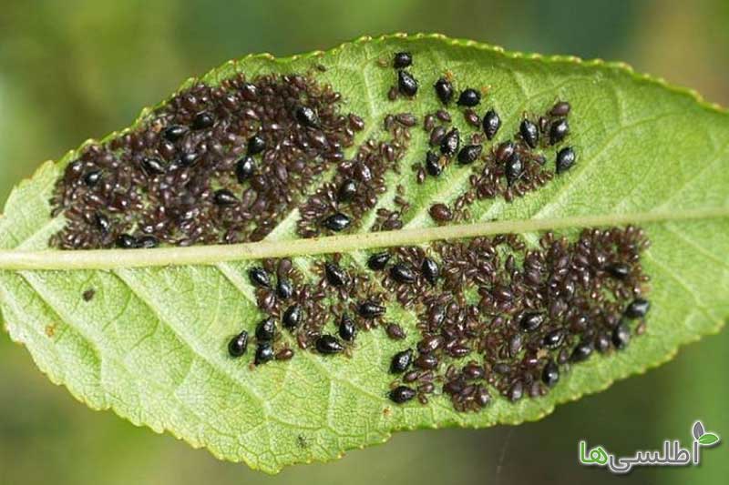 از بین بردن شته با سرکه
