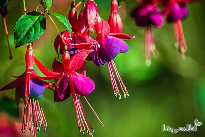 اسامی گلهای قلیایی