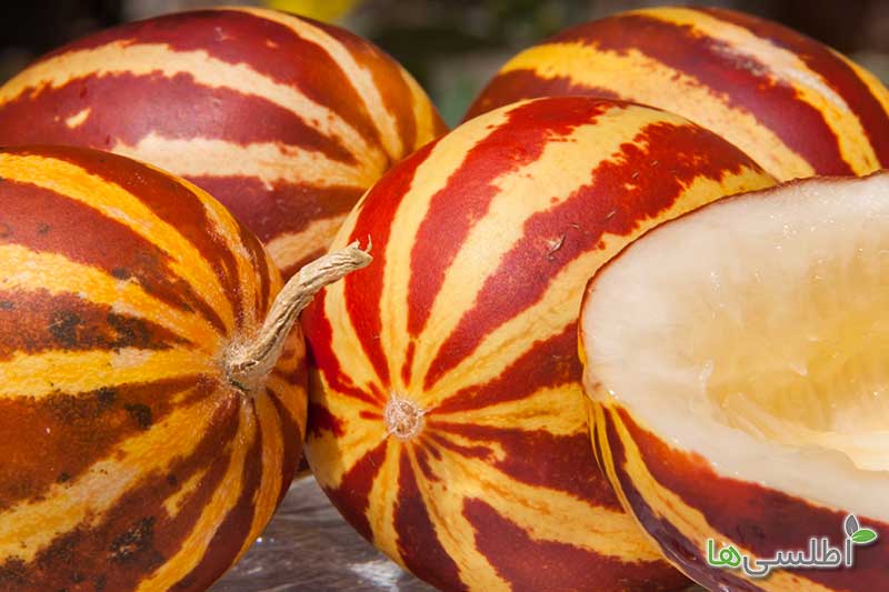 روش کاشت دستنبو چگونه است؟