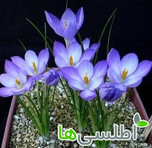 روش کاشت پیاز زعفران در گلدان