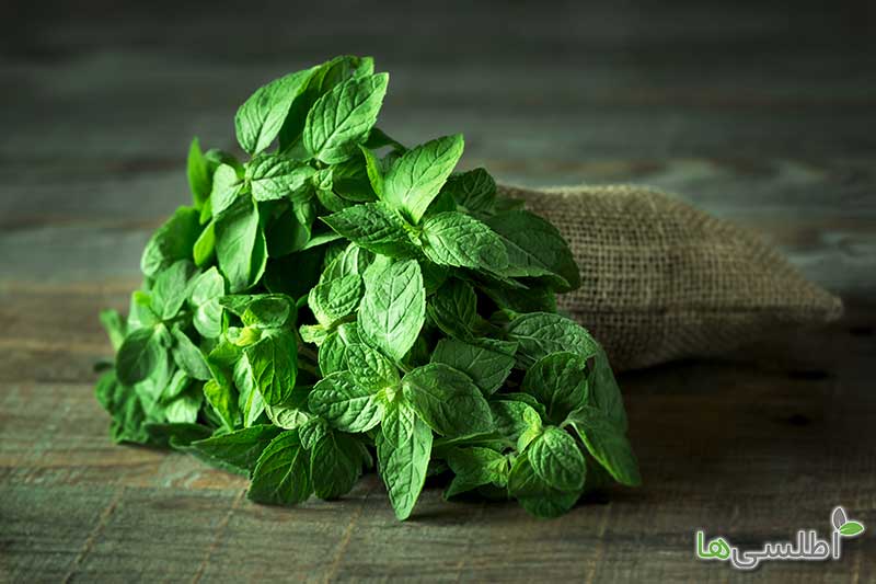 سبزی نعناع و خواص آن