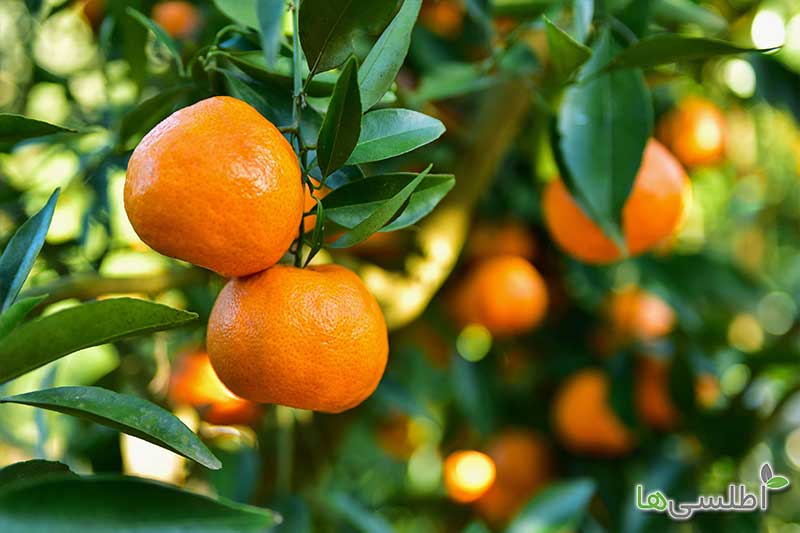 تغذیه در مرکبات چگونه است؟