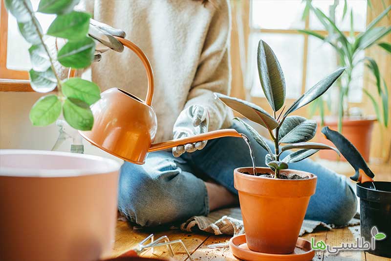 دلایل توقف رشد گیاهان چیست؟