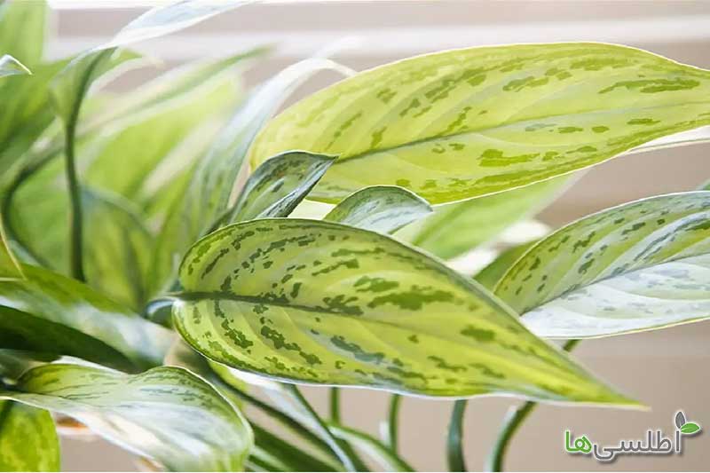 دلایل زرد شدن برگ آگلونما چیست؟