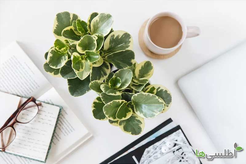 دلایل سیاه شدن برگ قاشقی چیست؟