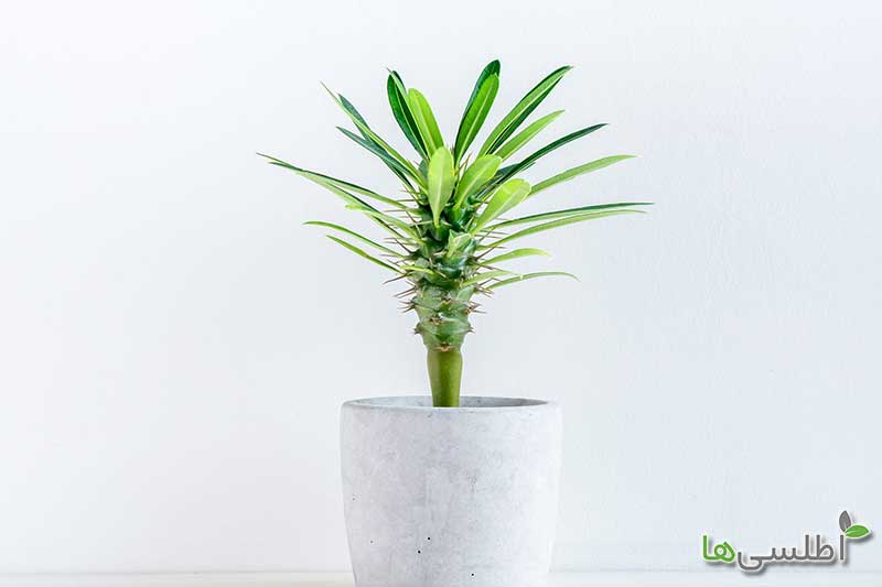 روش نگهداری نخل ماداگاسکار
