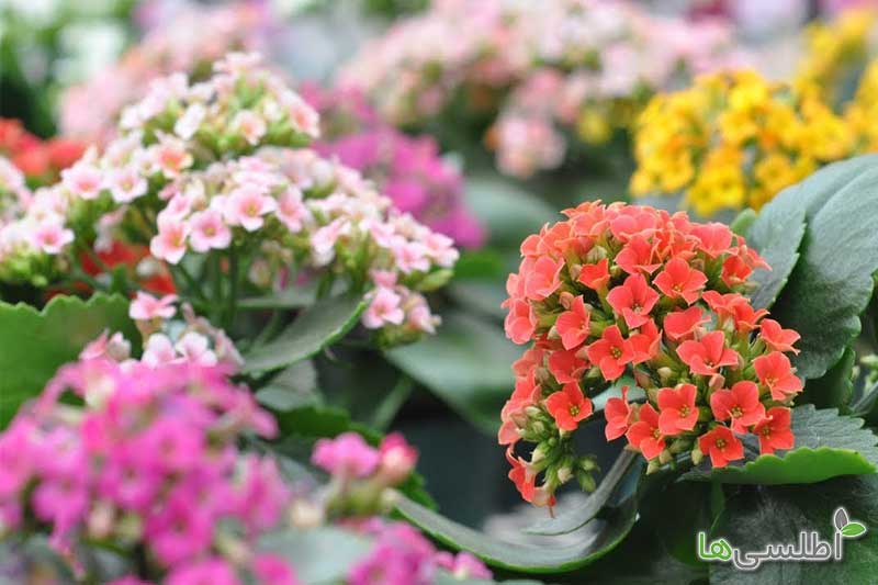 روش نگهداری گیاه کالانکوئه