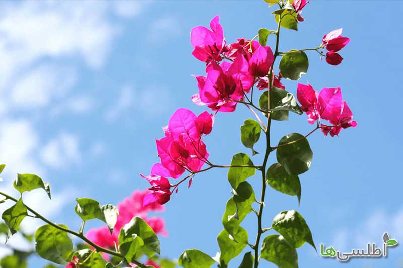 روش پرورش گل کاغذی