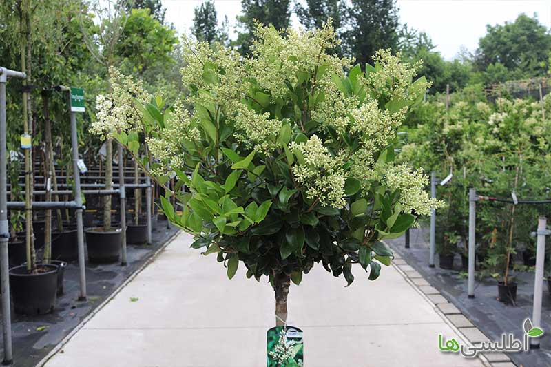 نگهداری یاس هلندی