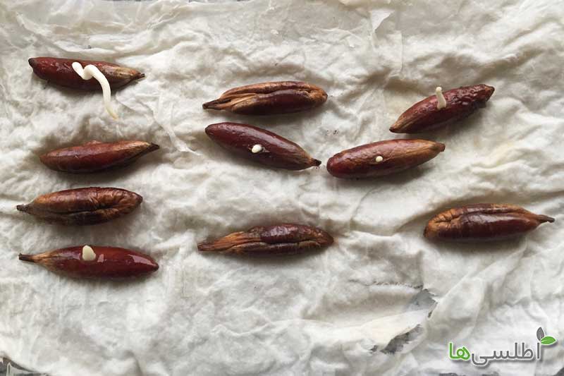 کاشت هسته نخل خرما